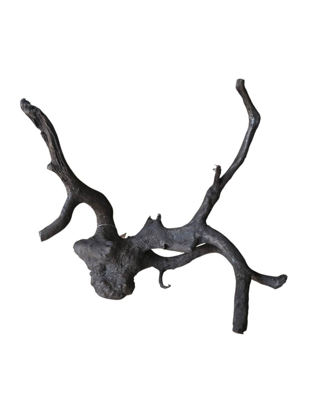 Schwarze Moorwurzel M (25-30 cm) Nr. 936