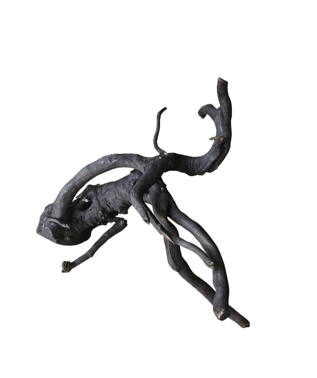 Schwarze Moorwurzel M (25-30 cm) Nr. 267
