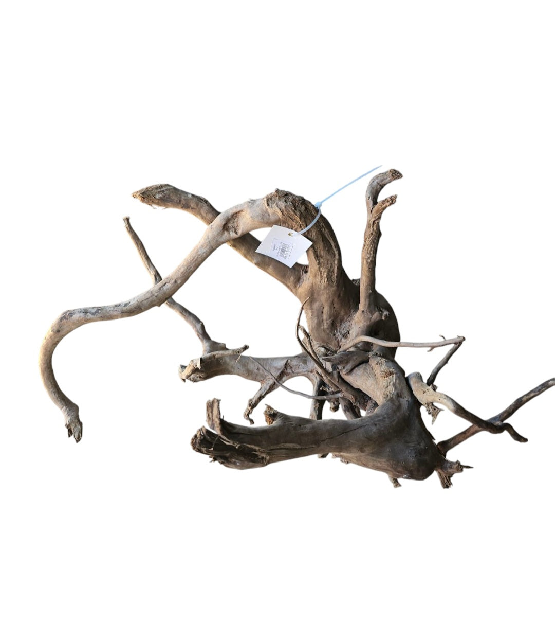 Dunkle Moorwurzel 40-55 cm Nr. 501