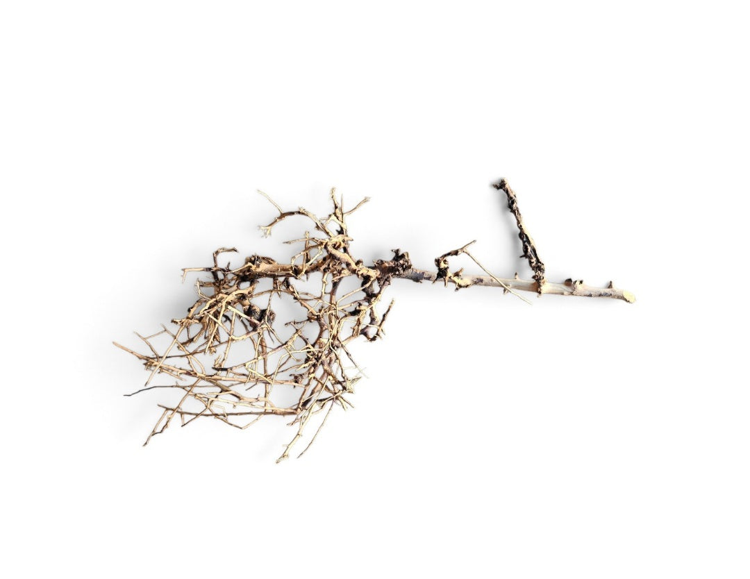 Small tree branches Nr.671