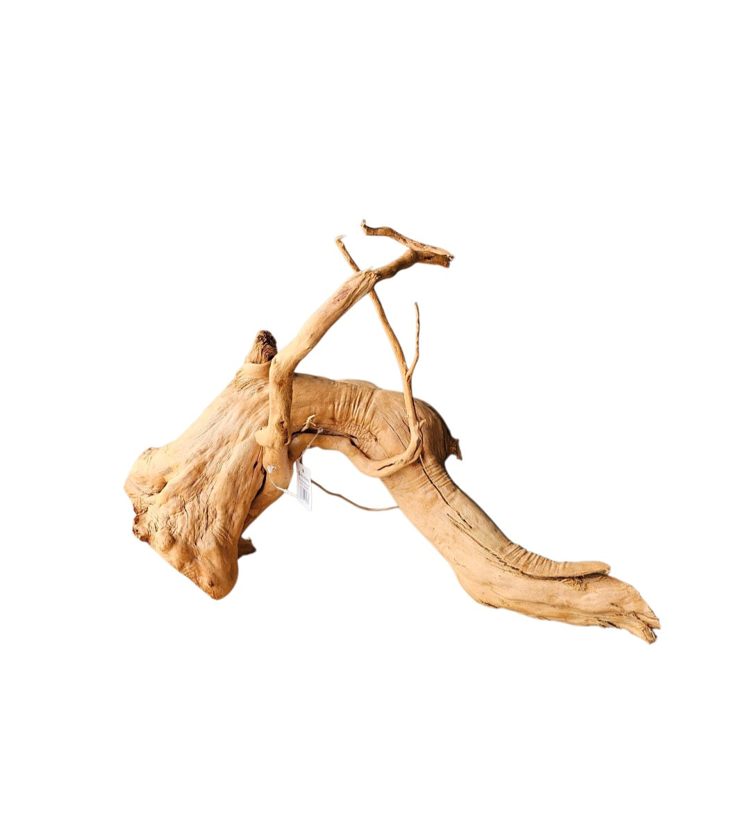 Rote Moorwurzel / Fingerwurzel Größe L Nr.569