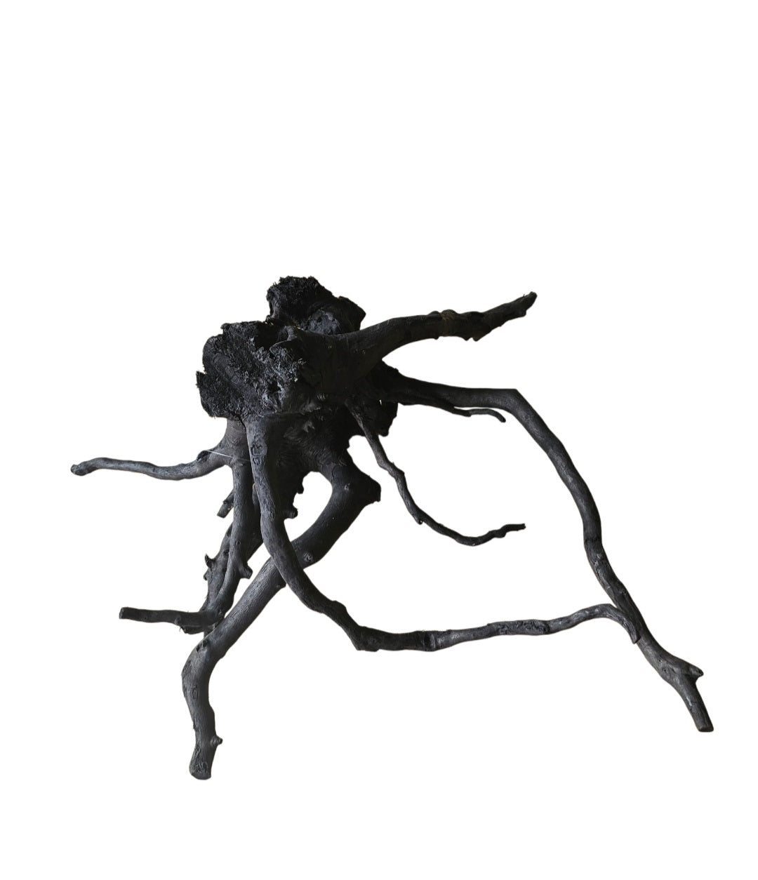 Schwarze Moorwurzel M (25-30 cm) Nr.55