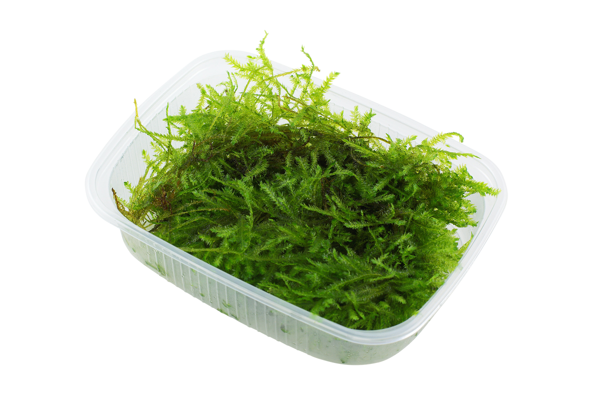 Vesicularia montagnei 'Christmas Moss' Portion