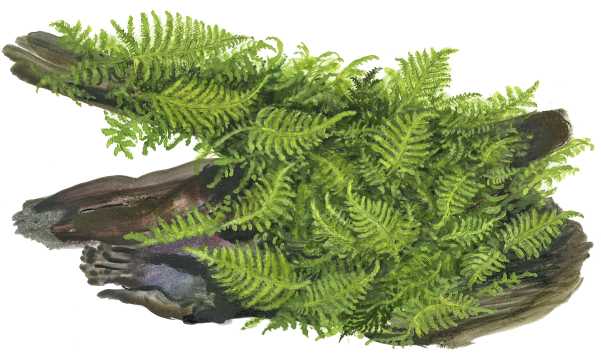 Vesicularia montagnei 'Christmas Moss' Portion