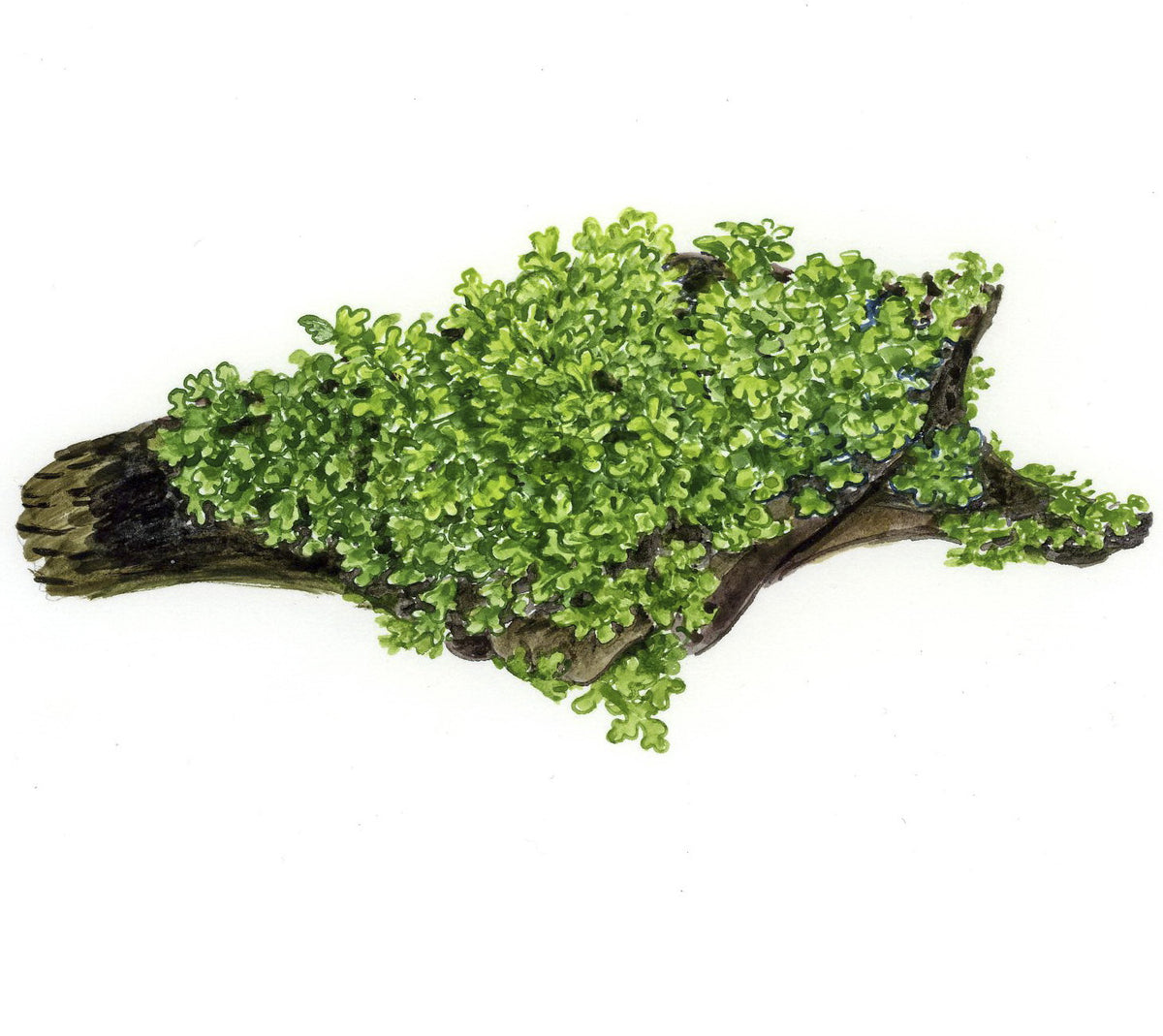 Riccardia chamedryfolia 1-2 Grow!