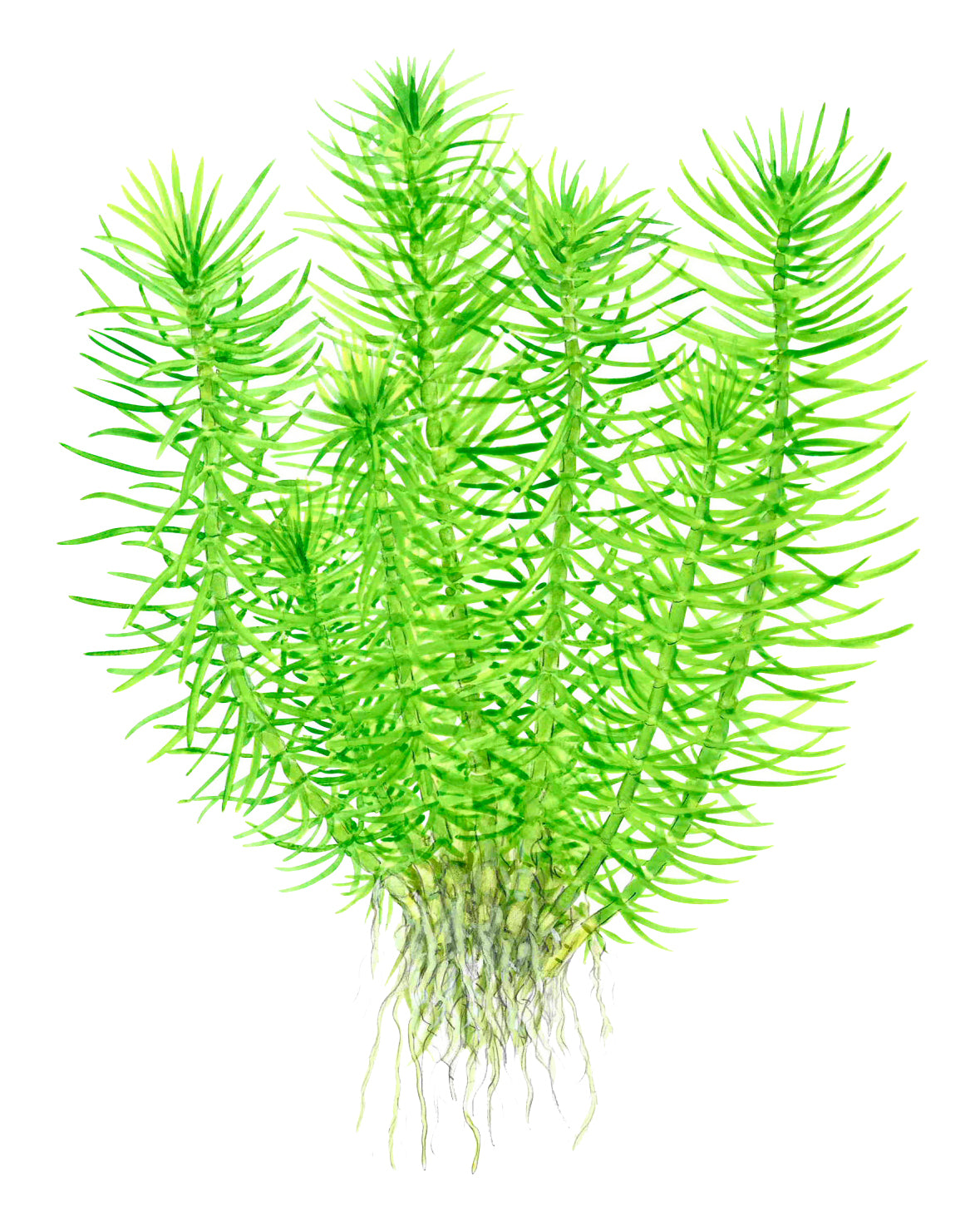 Pogostemon erectus / deccanensis