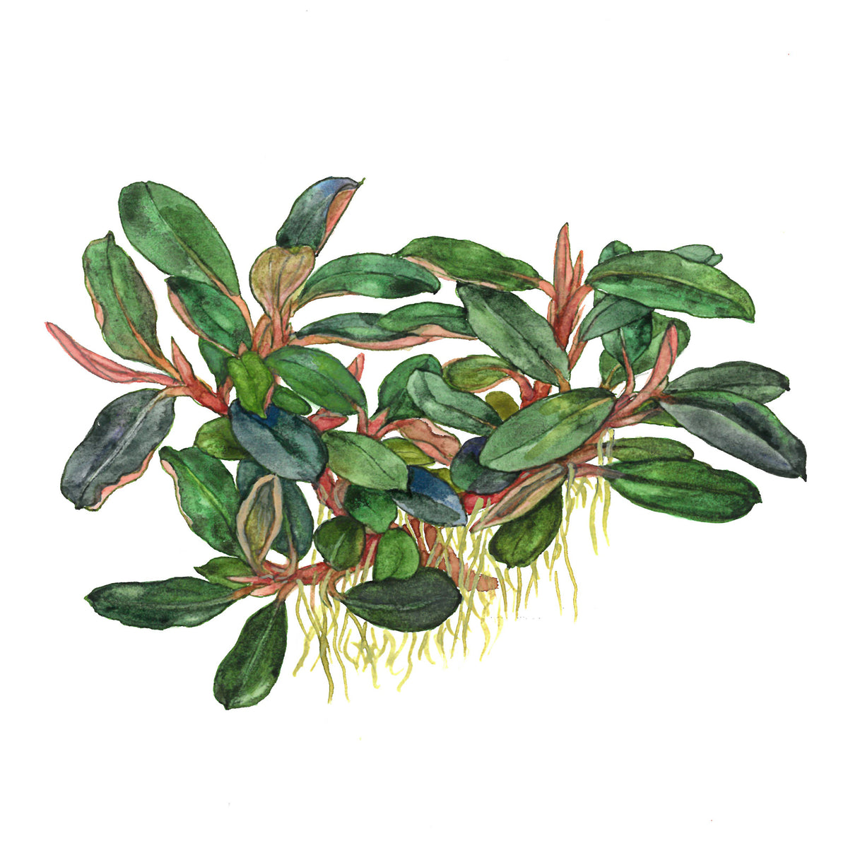 Bucephalandra sordidula 'Blue'