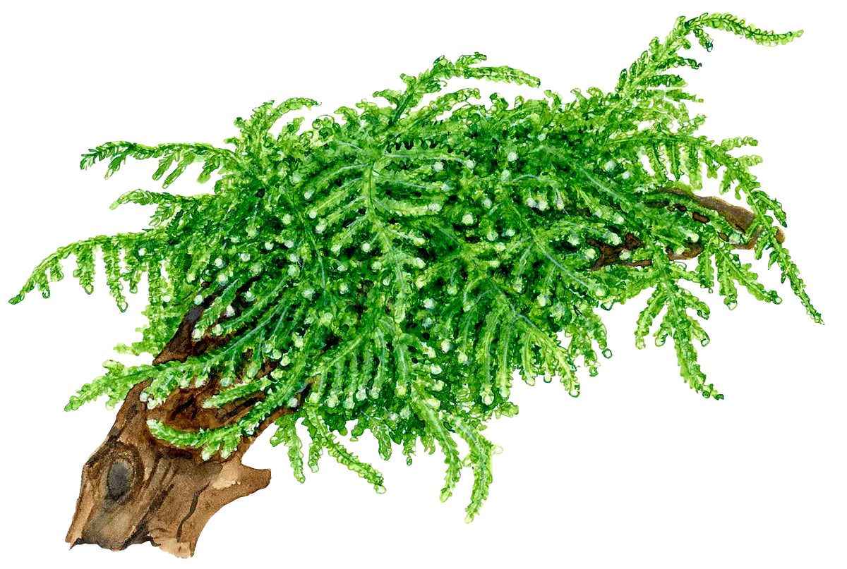 Vesicularia ferriei 'Weeping Moss' Portion