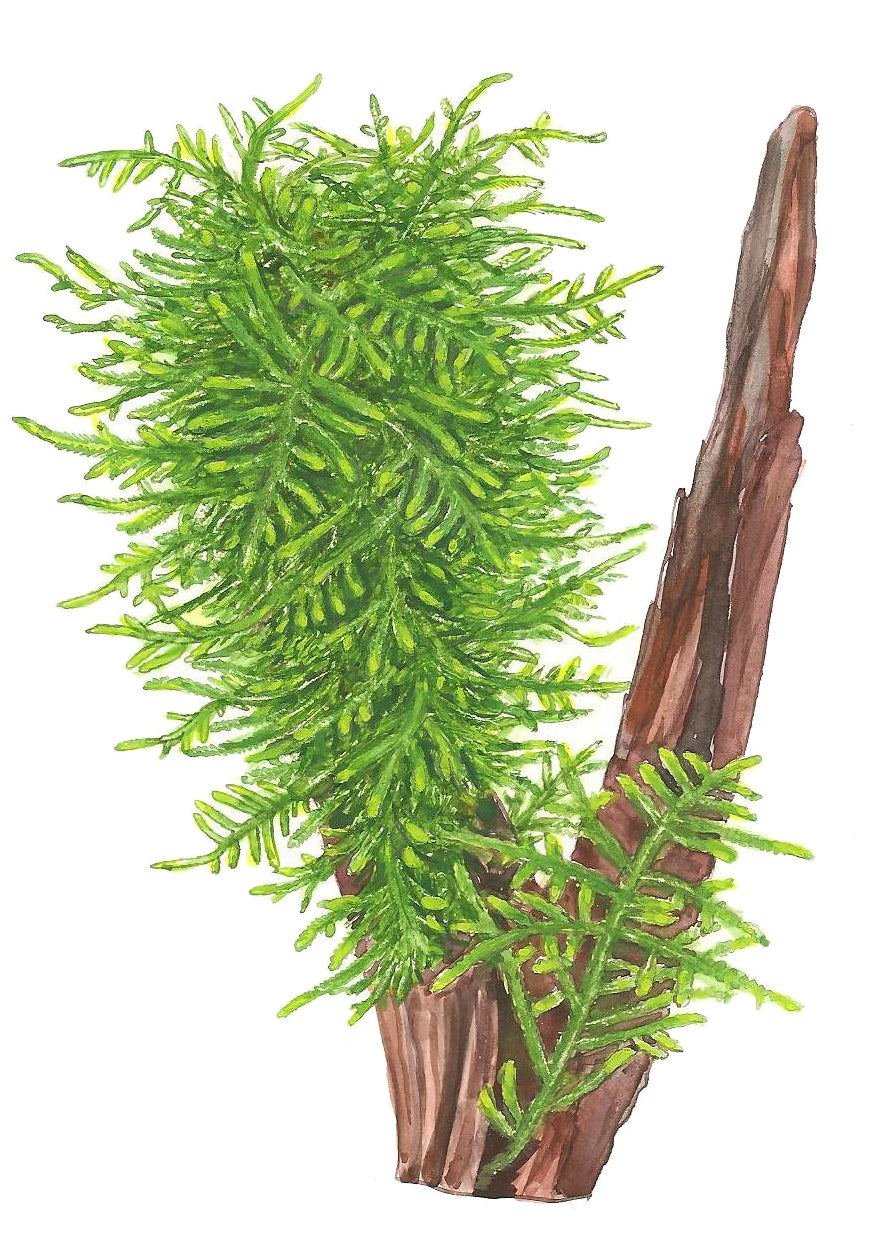 Taxiphyllum sp. 'Spiky Moss'  Portion