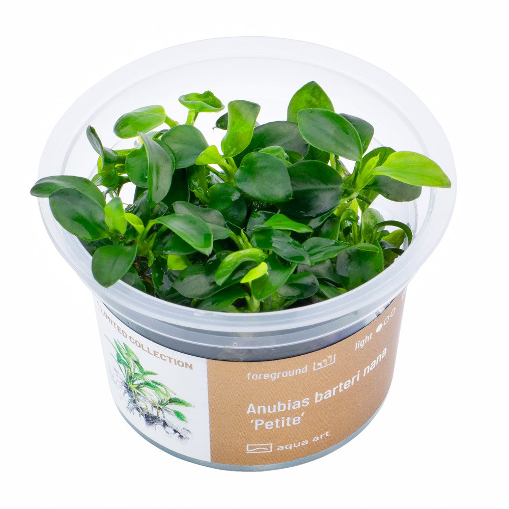 Anubias barteri var. 'Petite'