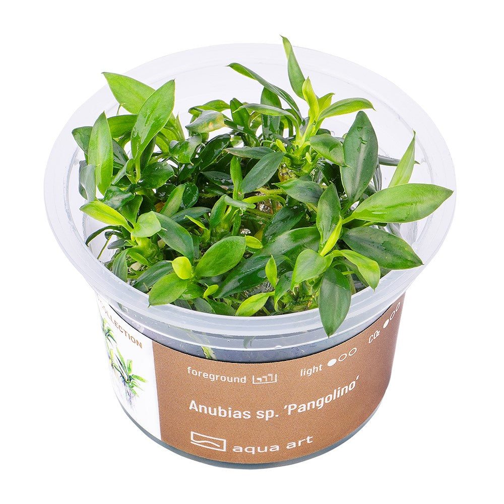 Anubias barteri var. nana 'Pangolino' - In Vitro Cup
