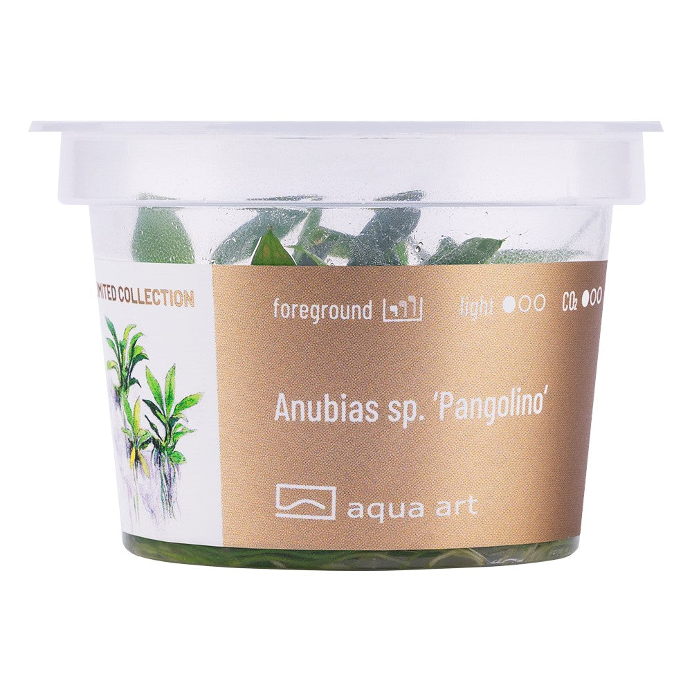 Anubias barteri var. nana 'Pangolino' - In Vitro Cup