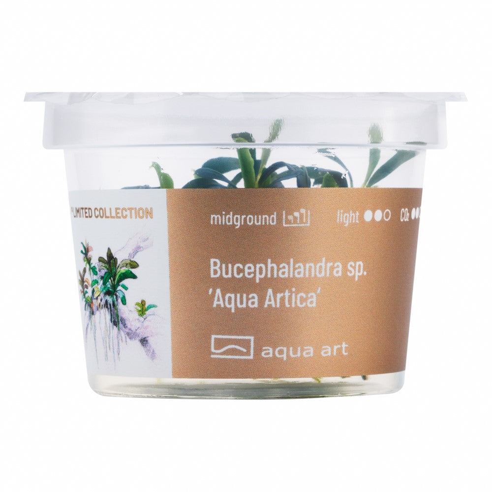 Bucephalandra sp. Aqua Artica