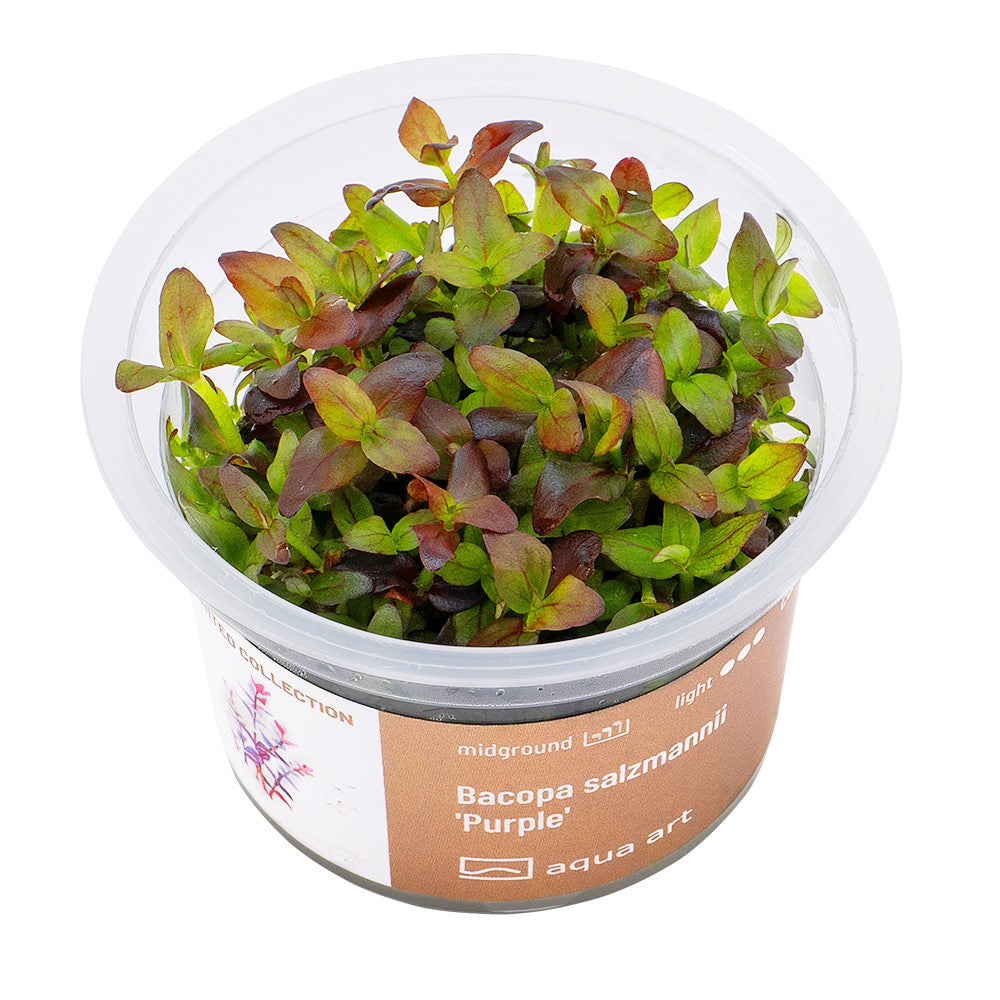 Bacopa salzmannii "Purple"