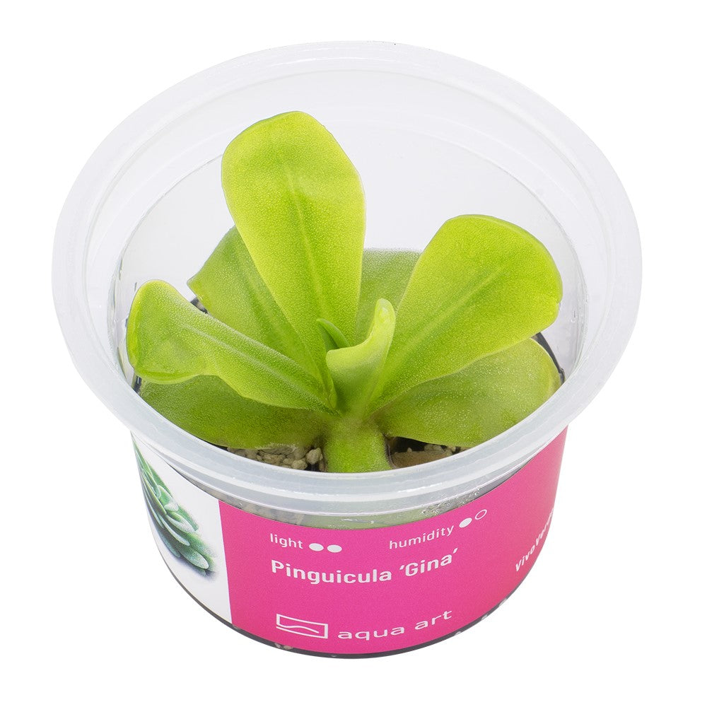 Pinguicula 'Gina'