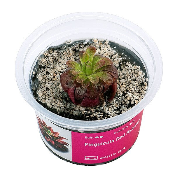 Pinguicula Red Hybride