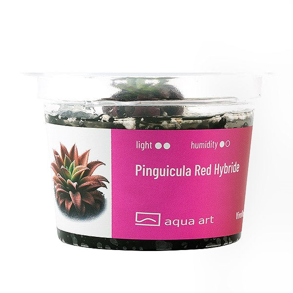 Pinguicula Red Hybride