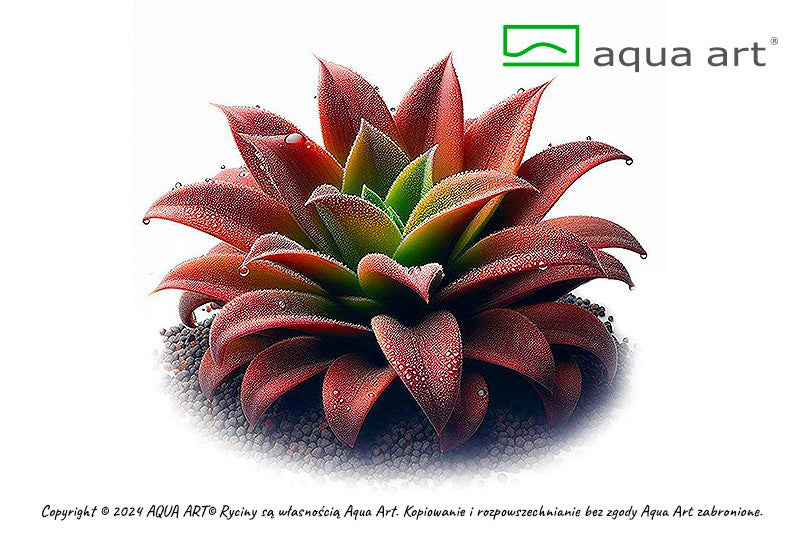 Pinguicula Red Hybride