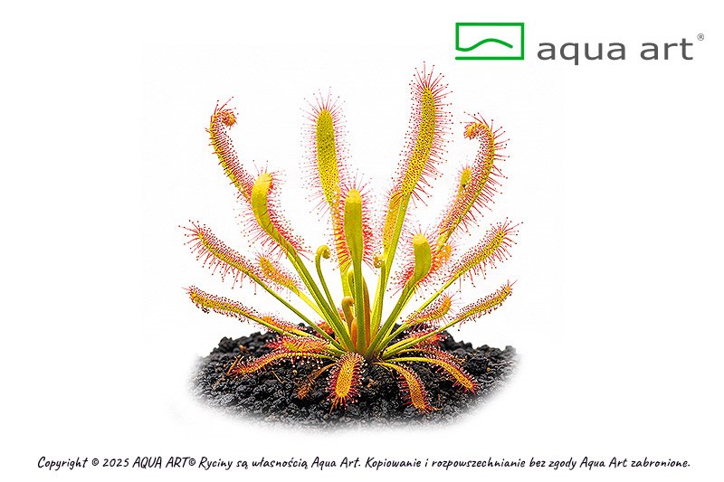 Drosera capensis