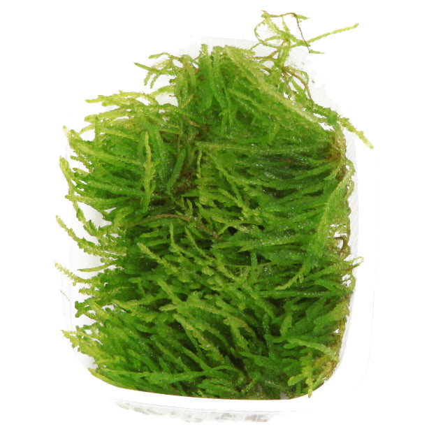 Vesicularia ferriei 'Weeping Moss' Portion