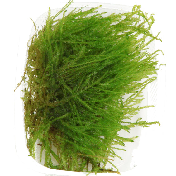Taxiphyllum sp. 'Spiky Moss'  Portion