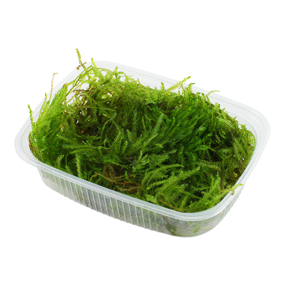 Taxiphyllum sp. 'Spiky Moss'  Portion