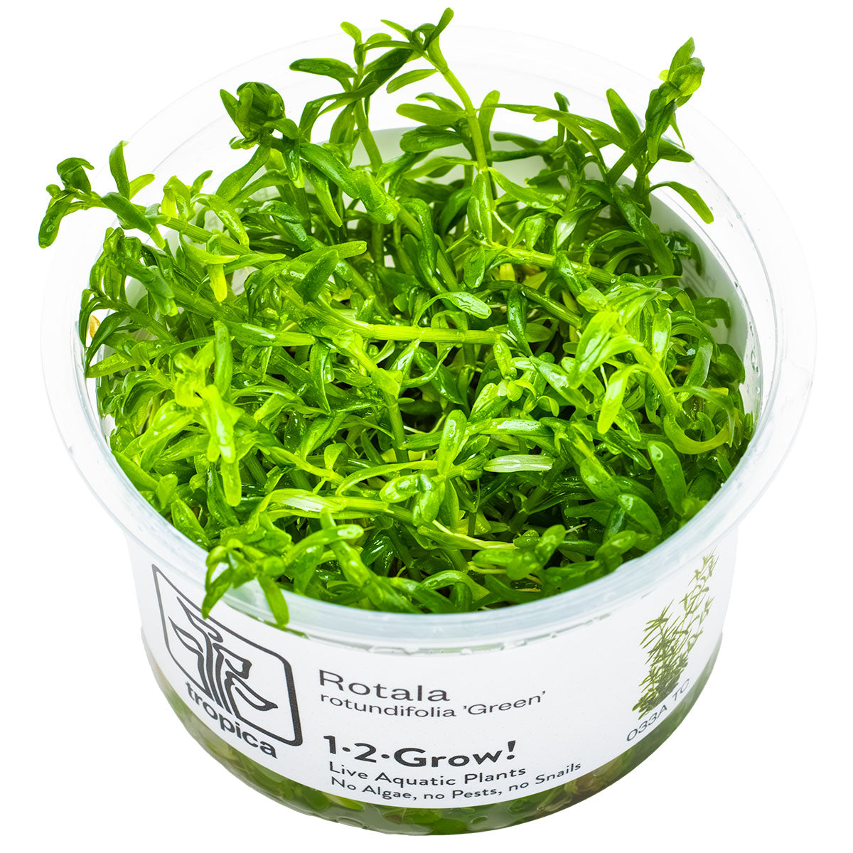Rotala rotundifolia  'Green'