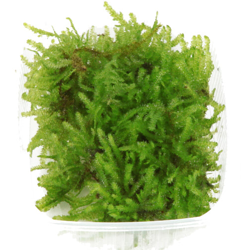 Vesicularia montagnei 'Christmas Moss' Portion