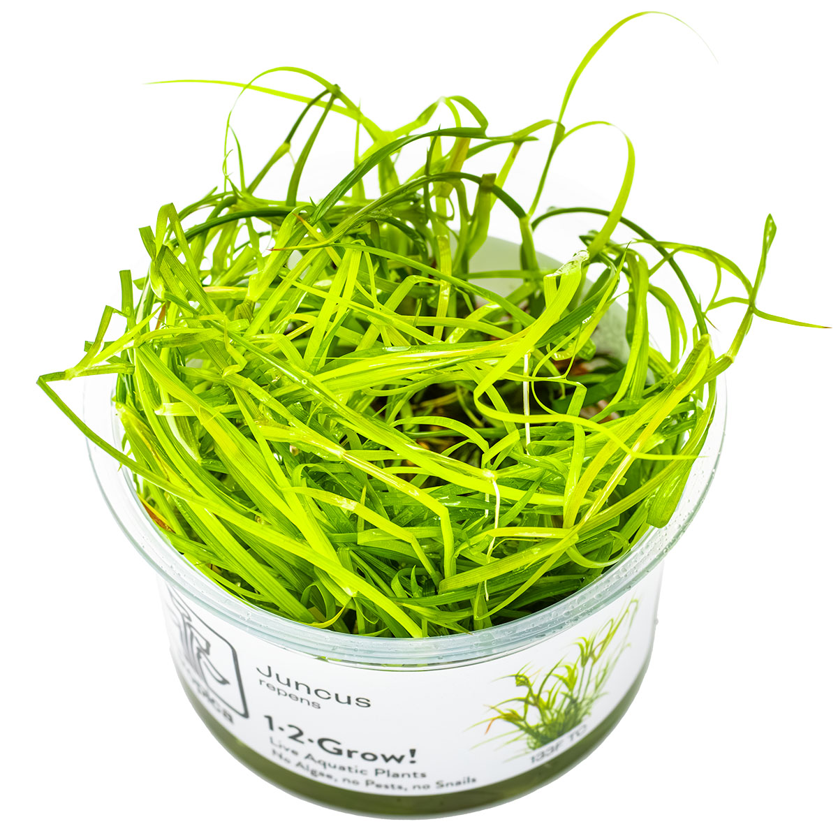 Juncus repens