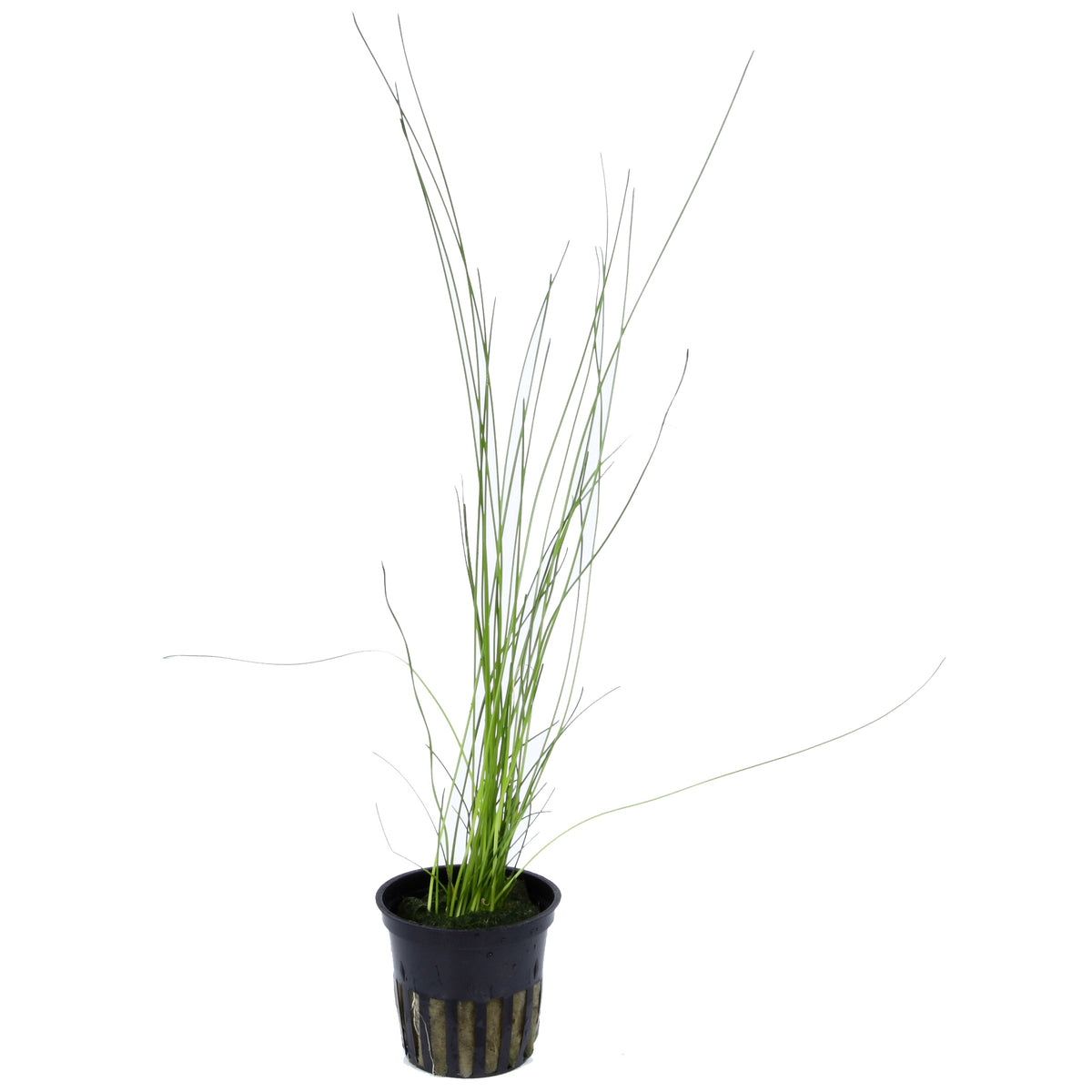 Eleocharis montevidensis