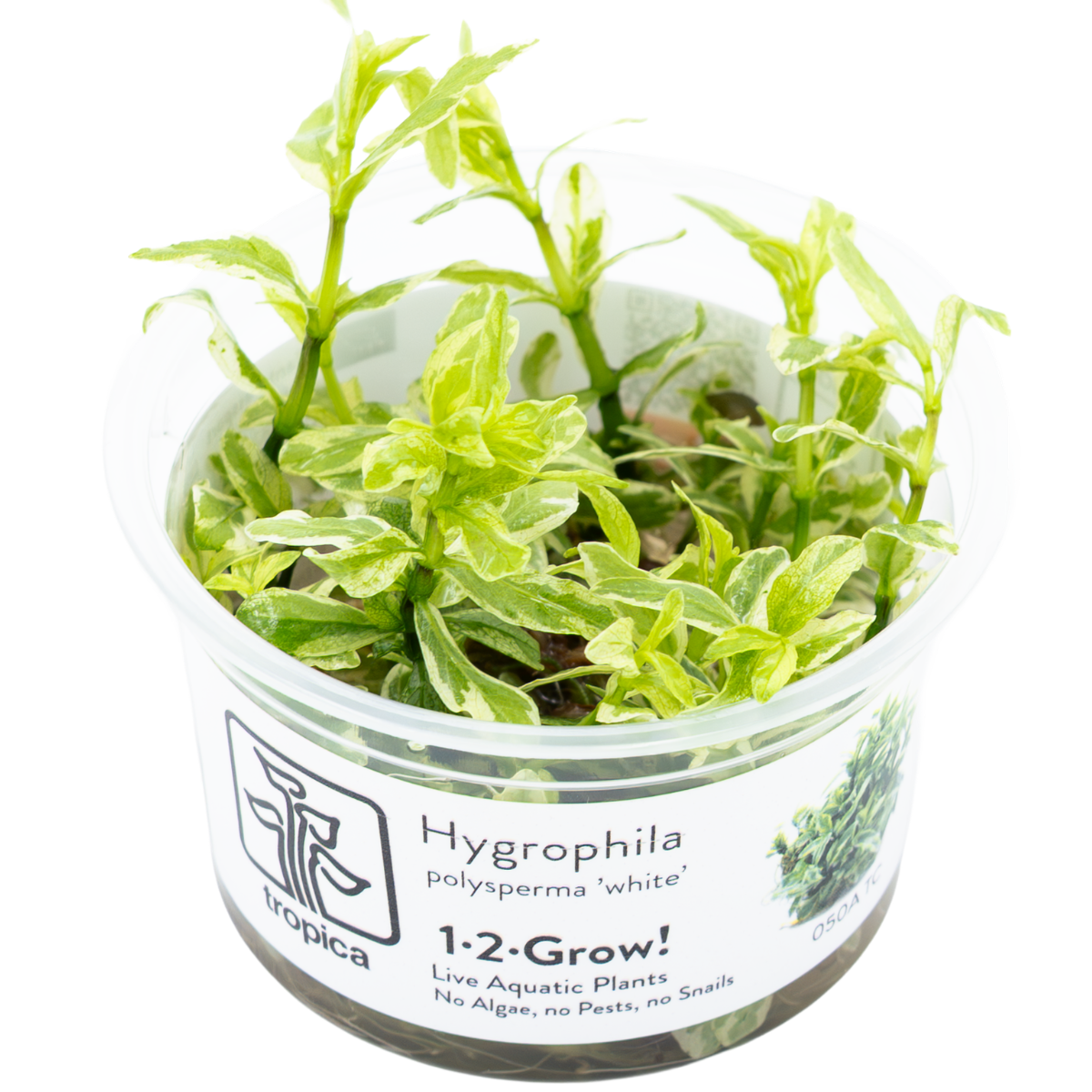 Hygrophila polysperma 'White'