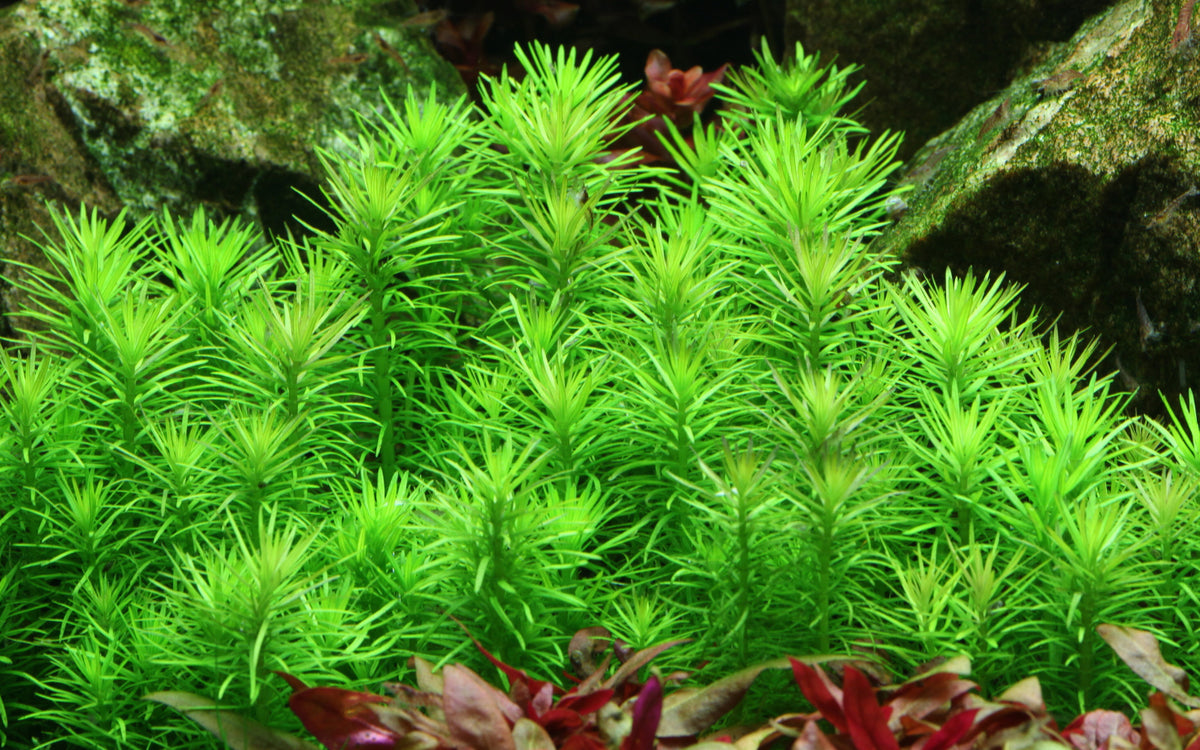 Pogostemon erectus / deccanensis