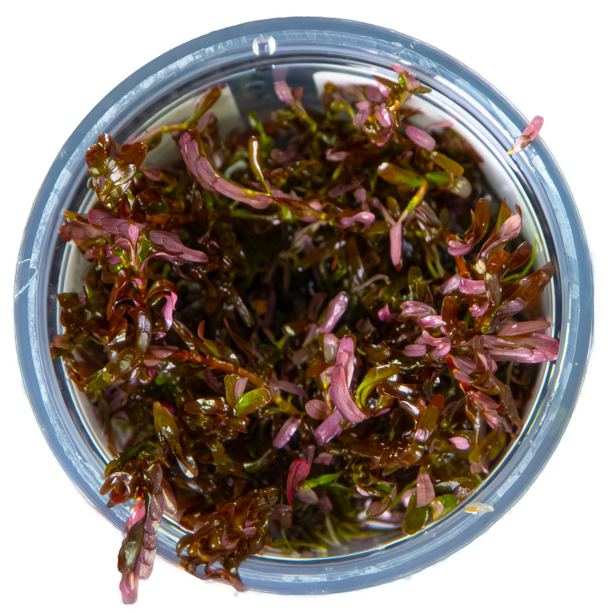 Rotala rotundifolia 'Blood Red'