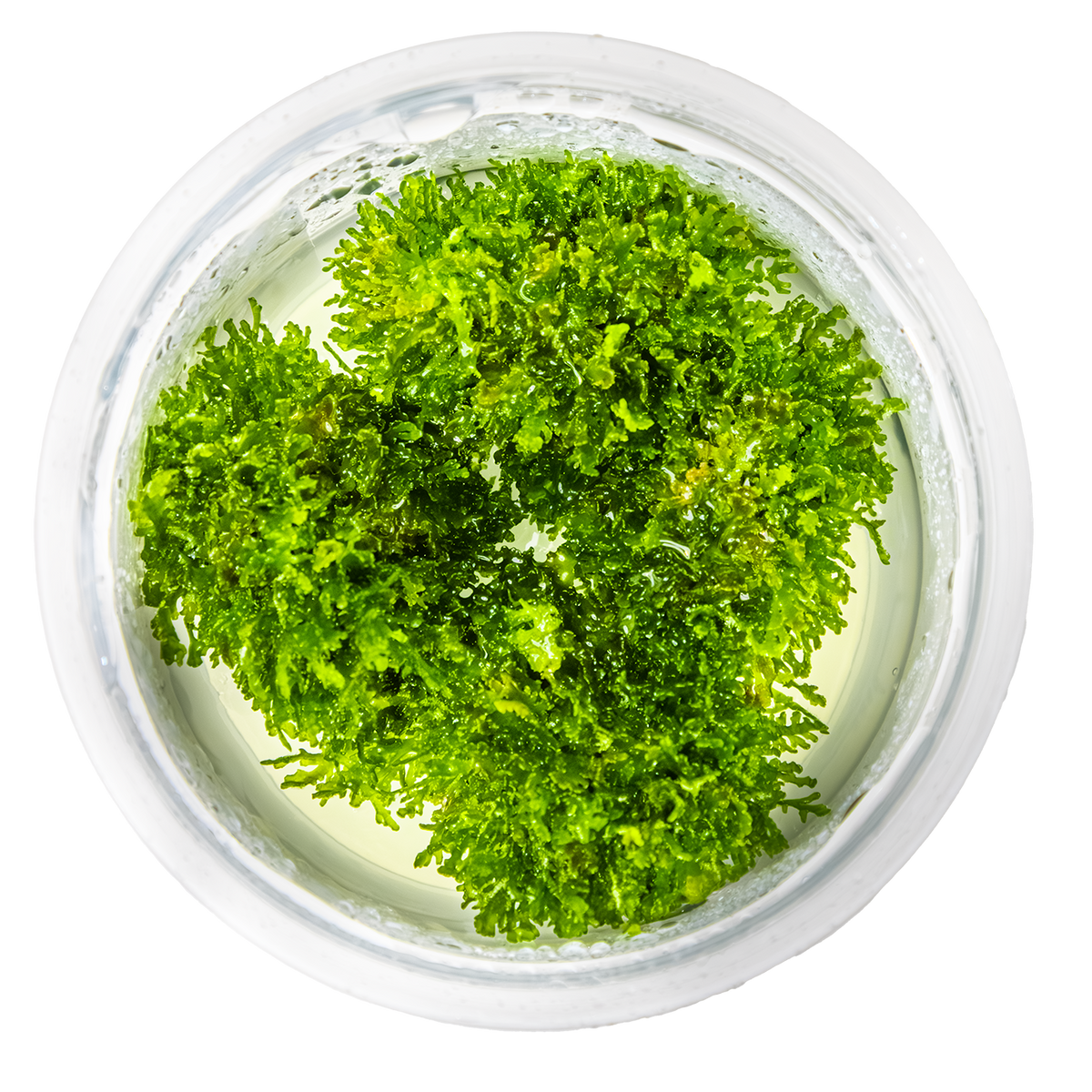 Riccardia chamedryfolia 1-2 Grow!