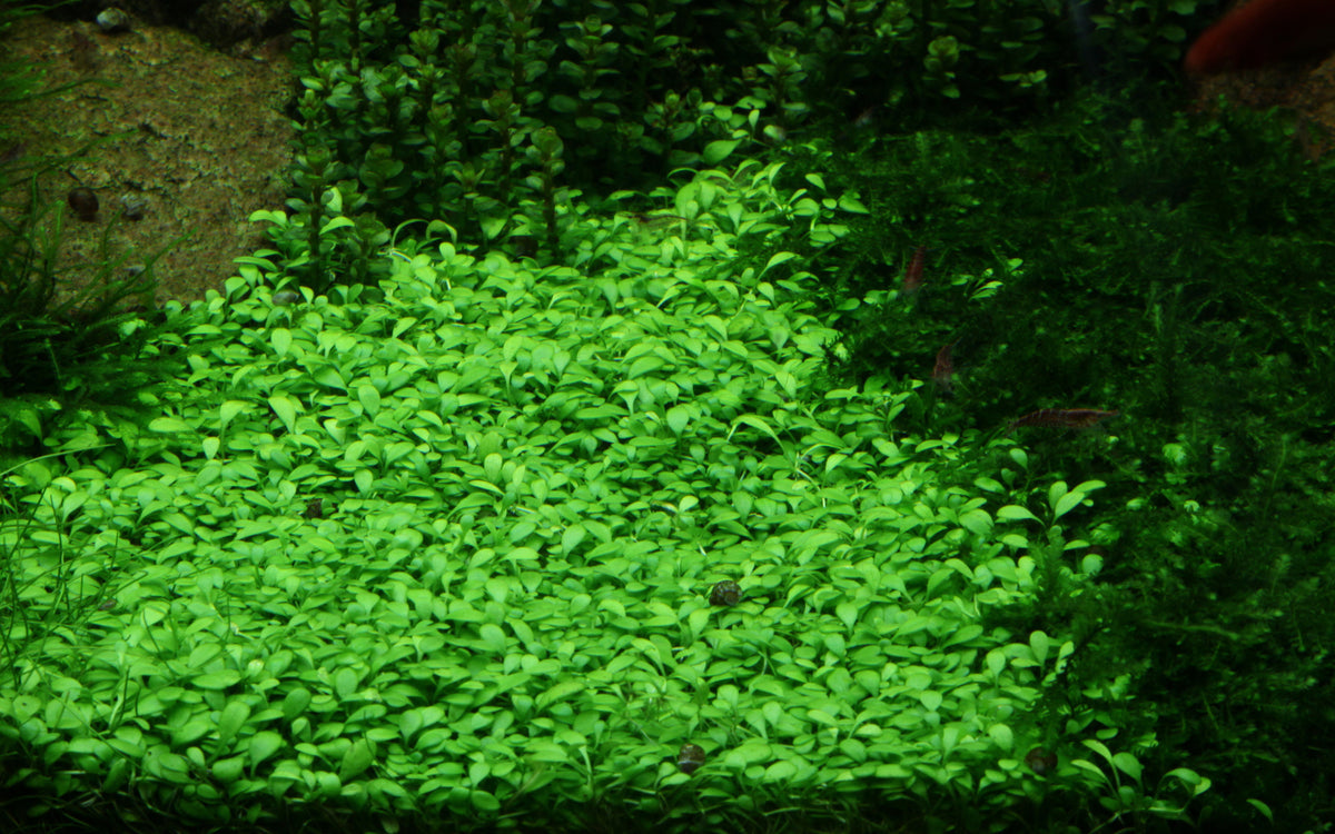 Glossostigma  elatinoides