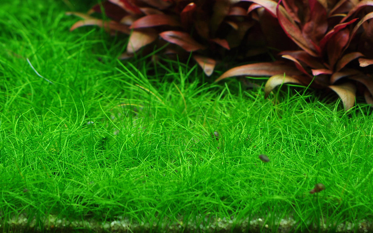 Eleocharis pusilla 'Mini'
