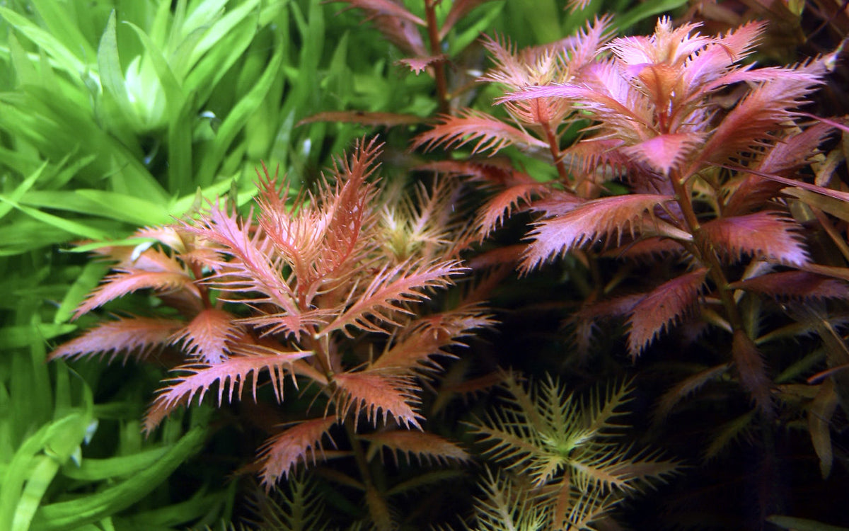 Proserpinaca palustris cuba  1-2-Grow!