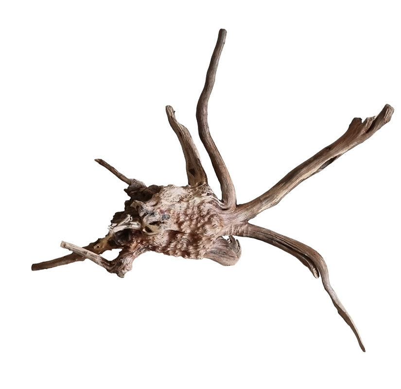 WIO Tree Trunk Wood  Wurzel 357