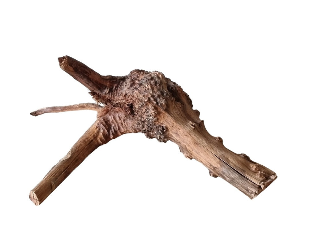 WIO Tree Trunk Wood  Wurzel 312