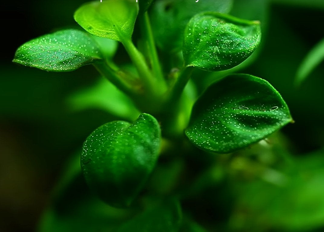 Anubias barteri mini coin