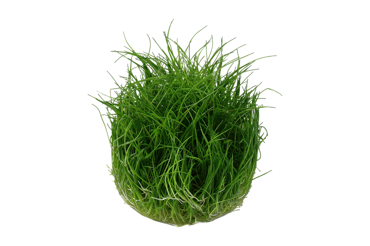 Eleocharis pusilla 'Mini'