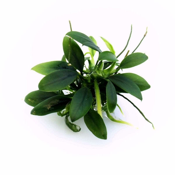 Anubias barteri var. nana 'Pangolino' - In Vitro Cup
