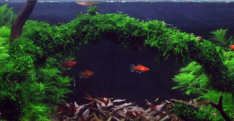 Vesicularia ferriei 'Weeping Moss