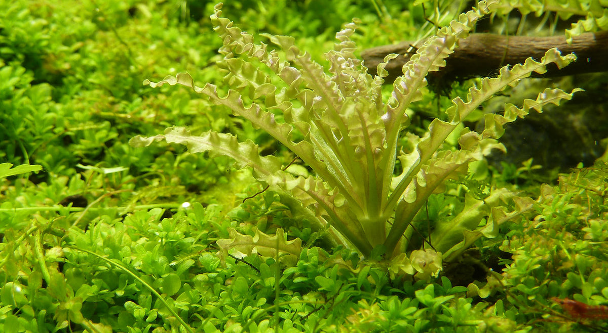 Pogostemon  helferi
