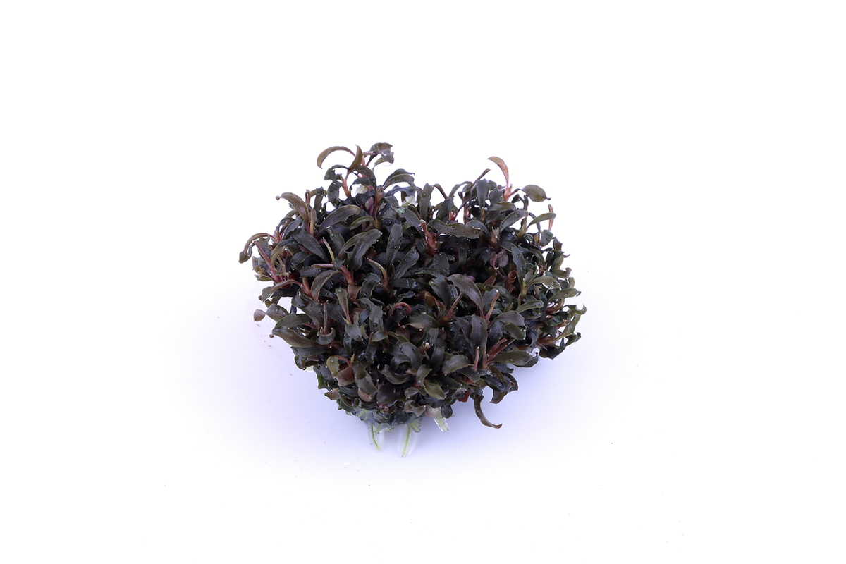 Bucephalandra 'Kedagang'
