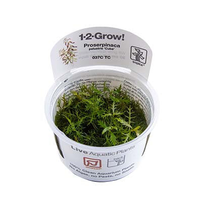 Proserpinaca palustris cuba  1-2-Grow!