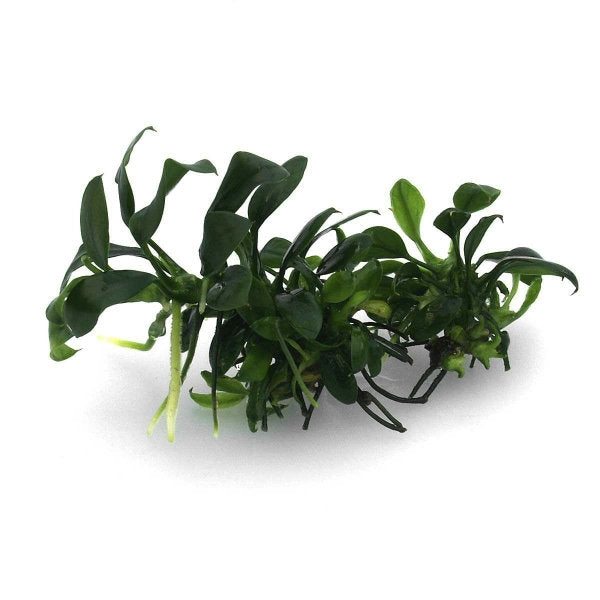 Anubias barteri var. nana 'Pangolino' - In Vitro Cup