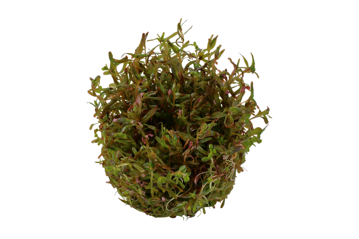 Rotala sp. ’H’ra’