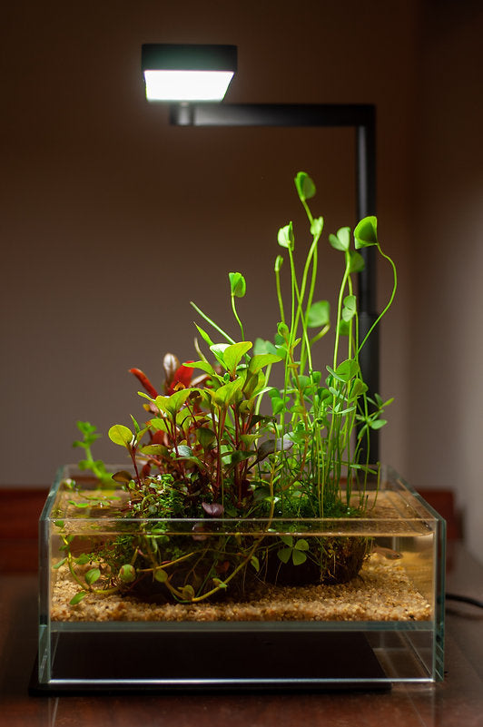 Chihiros C2 RGB Serie 20-35cm - DE Version