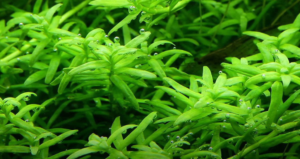 Rotala rotundifolia  'Green'
